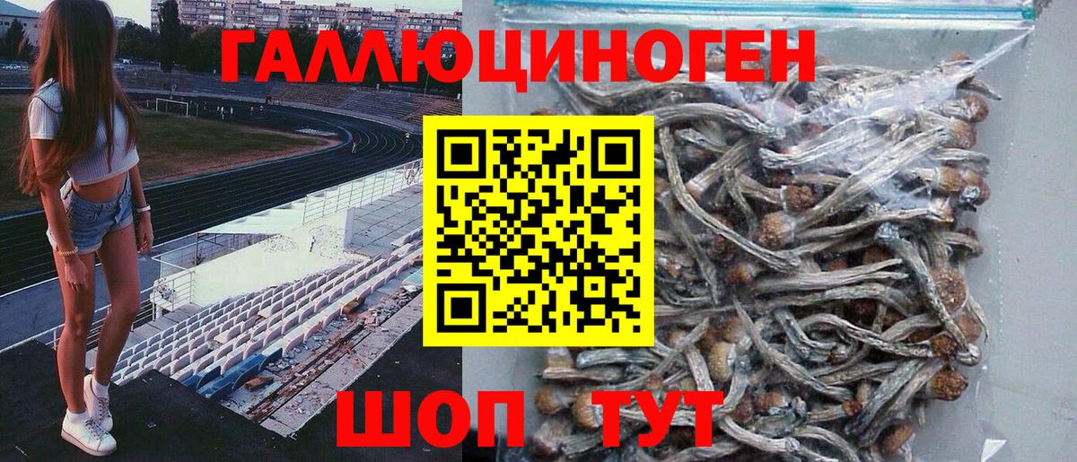 Зеленогорск  Галлюциногенные грибы Psilocybe  Вход с VPN 